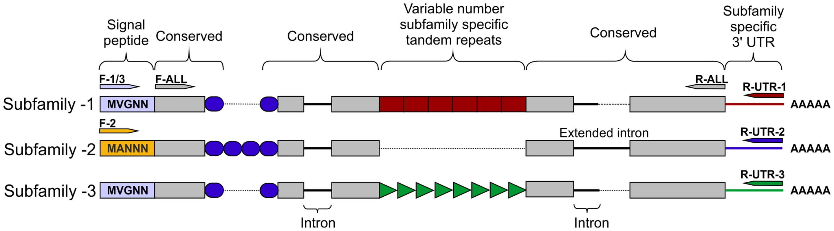 HYP effector gene family schematic and location of primer combinations.