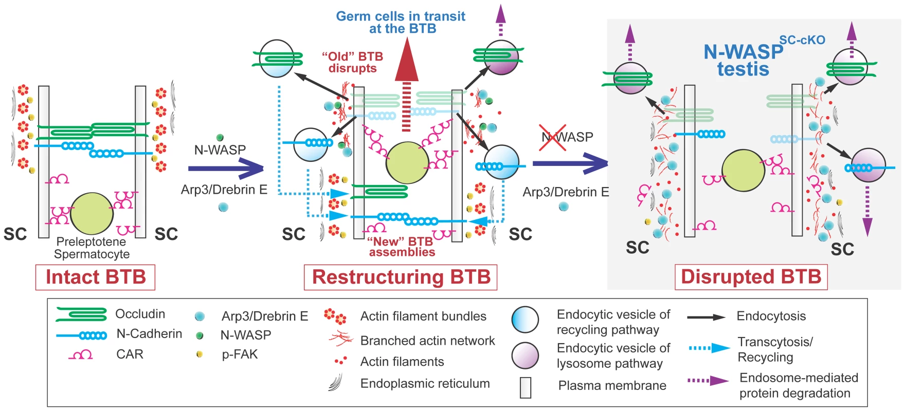 A model illustrating the suggested roles of N-WASP and branched-actin polymerization in BTB dynamics.