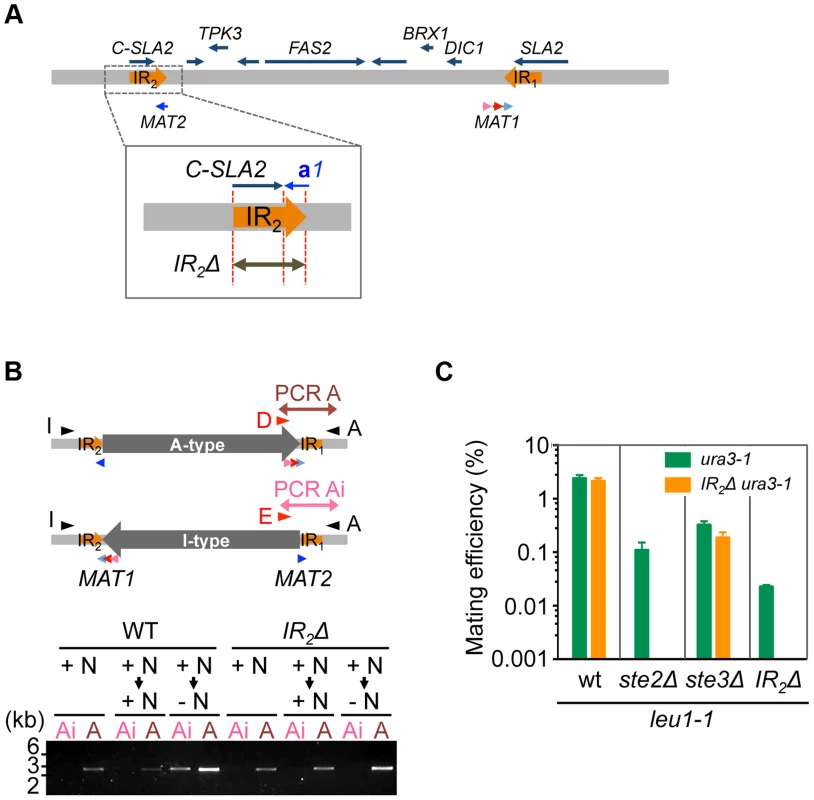 Inversion of the <i>MAT</i> intervening region is essential for homothallism.
