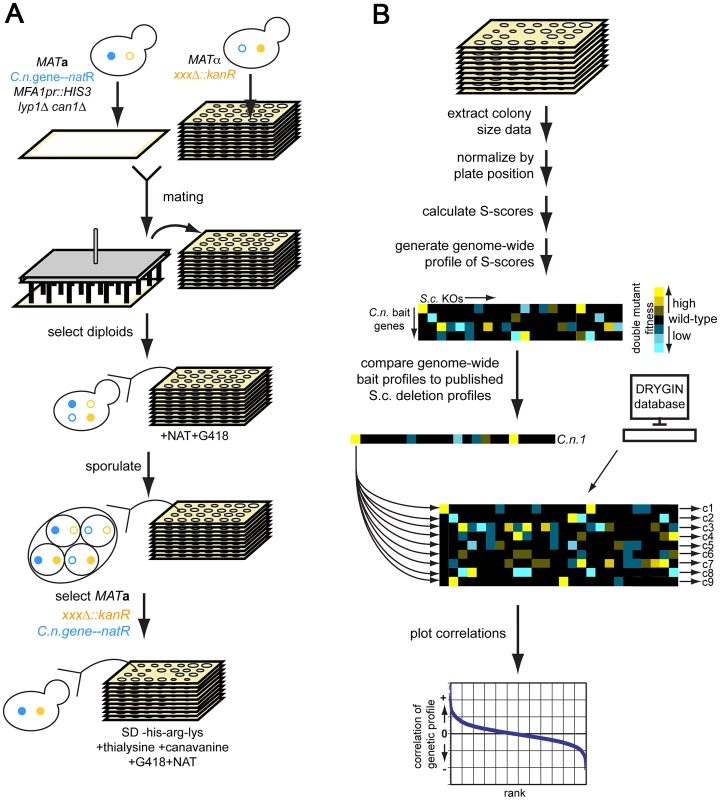 Cross-species genetic interaction mapping to predict the function of <i>C. neoformans</i> genes necessary for murine infection.