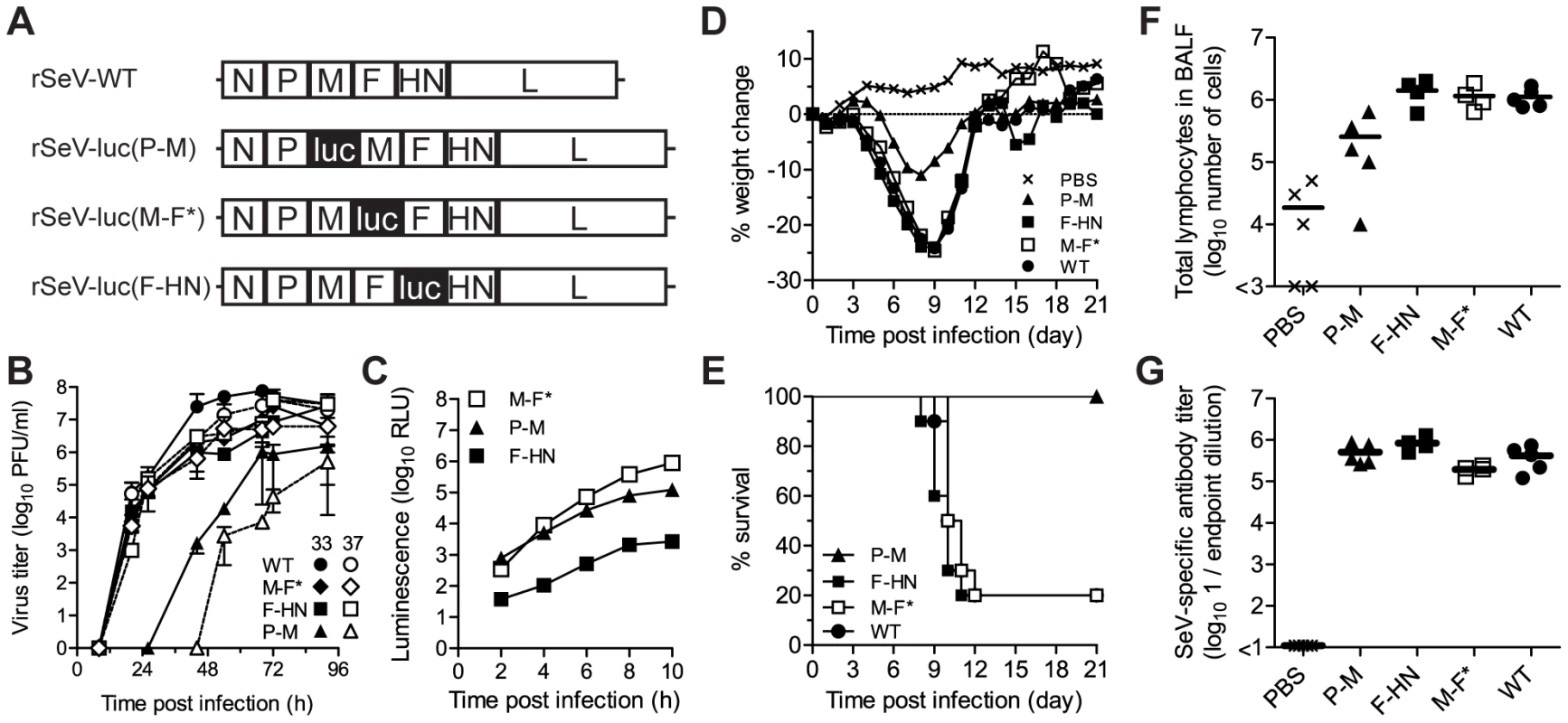 <i>In vitro</i> and <i>in vivo</i> phenotypes of luciferase-expressing Sendai viruses.