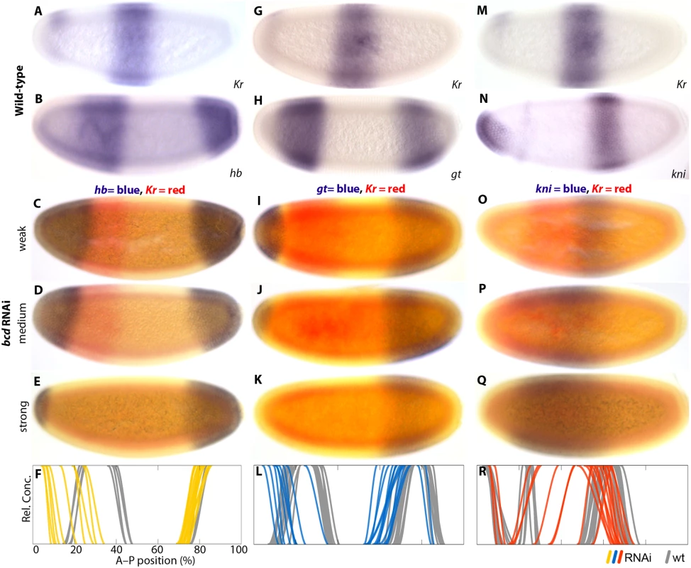 Gap gene expression in response to <i>bcd</i> RNAi knock-down.