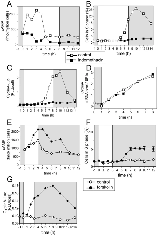 Cyclic AMP regulates S phase entry and CyclinA synthesis.