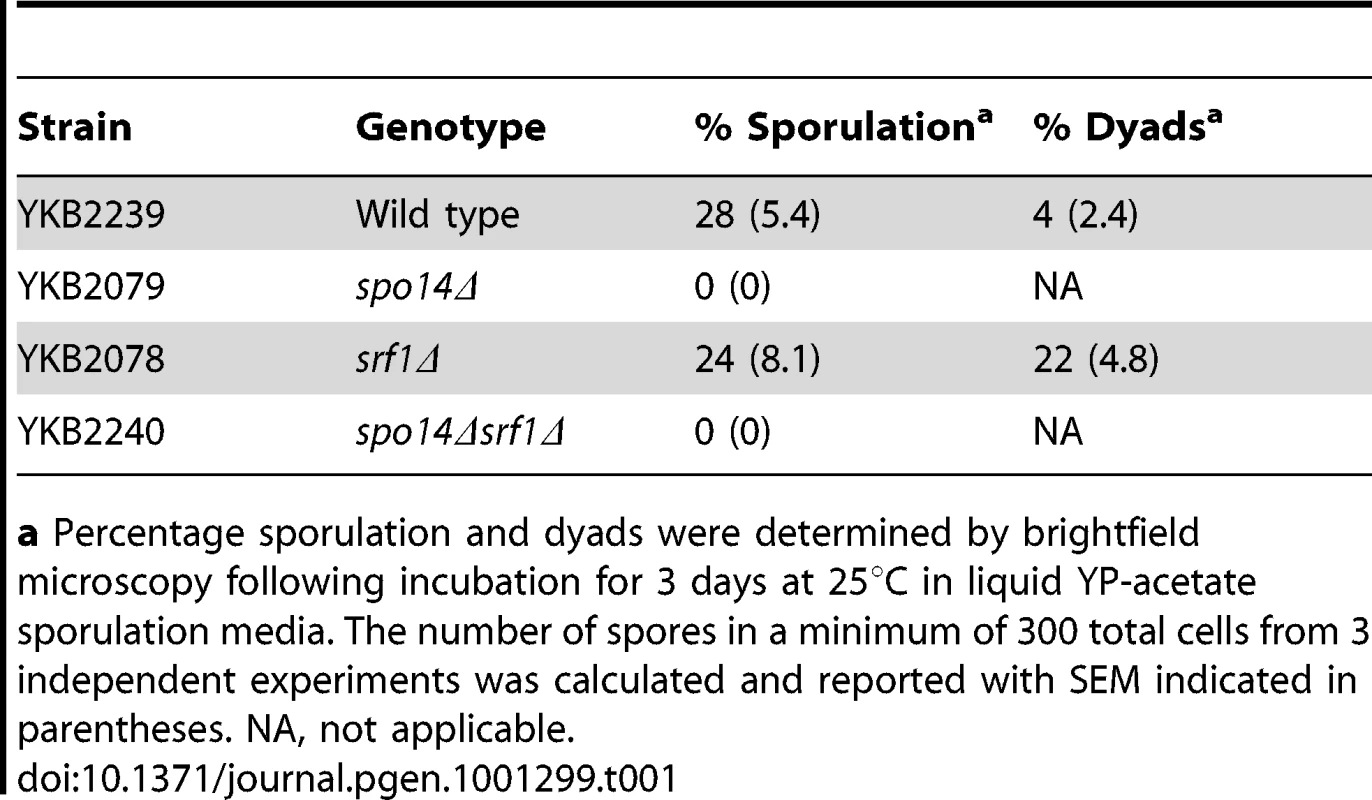 Sporulation efficiency of <i>srf1Δ</i> cells.