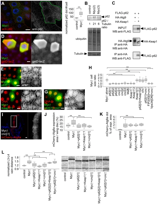 Activation of cnc/Nrf2 is required for Myc-induced overgrowth.
