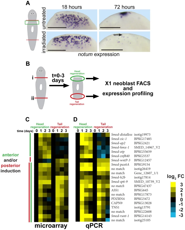 Strategy for identifying genes required for neoblast-dependent formation of the anterior pole.