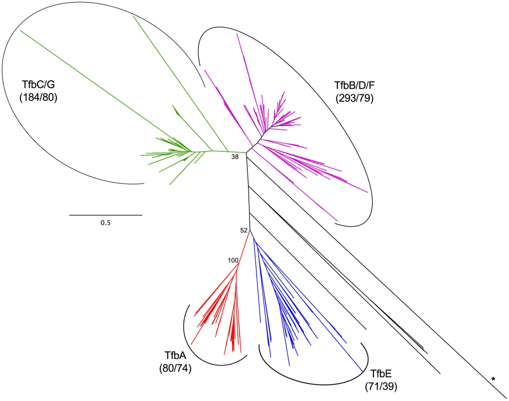Haloarchaeal transcription factor B phylogeny.
