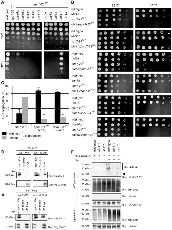Spc7-23 degradation depends on Ubc4, Ubr11 and San1.