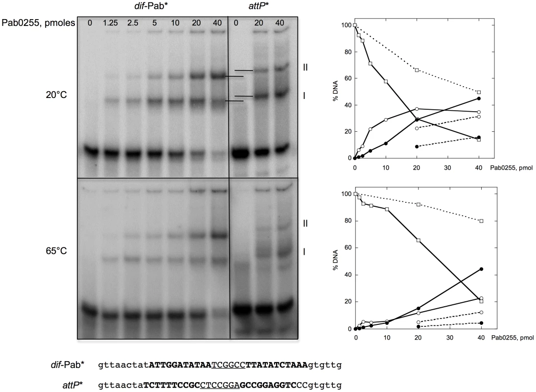 Binding of <i>P. abyssi</i> XerA to specific and non-specific DNA substrates.