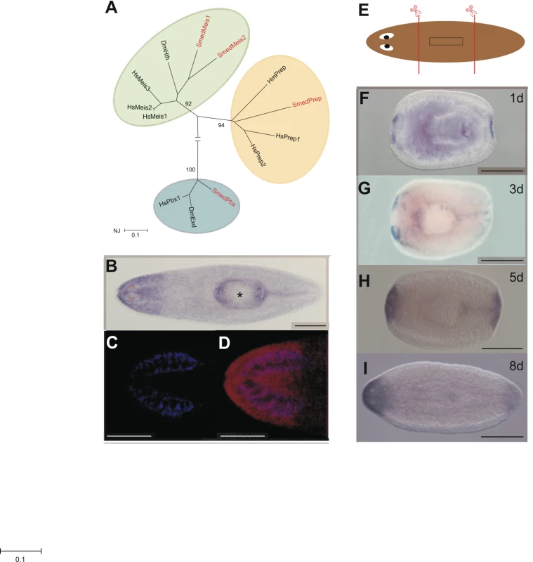 <i>Smed-Prep</i> encodes a TALE Homeobox gene expressed in regenerating blastemas.