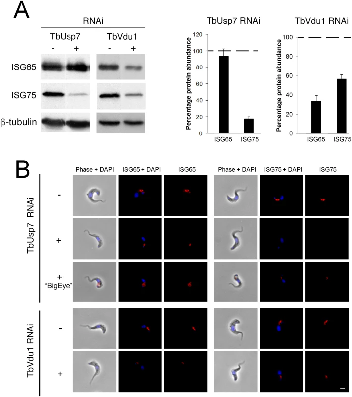 Knockdown of TbUsp7 and TbVdu1 differentially reduces steady state ISG65 and ISG75 levels.