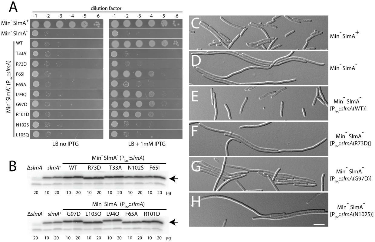 Nucleoid occlusion activity of the SlmA variants.