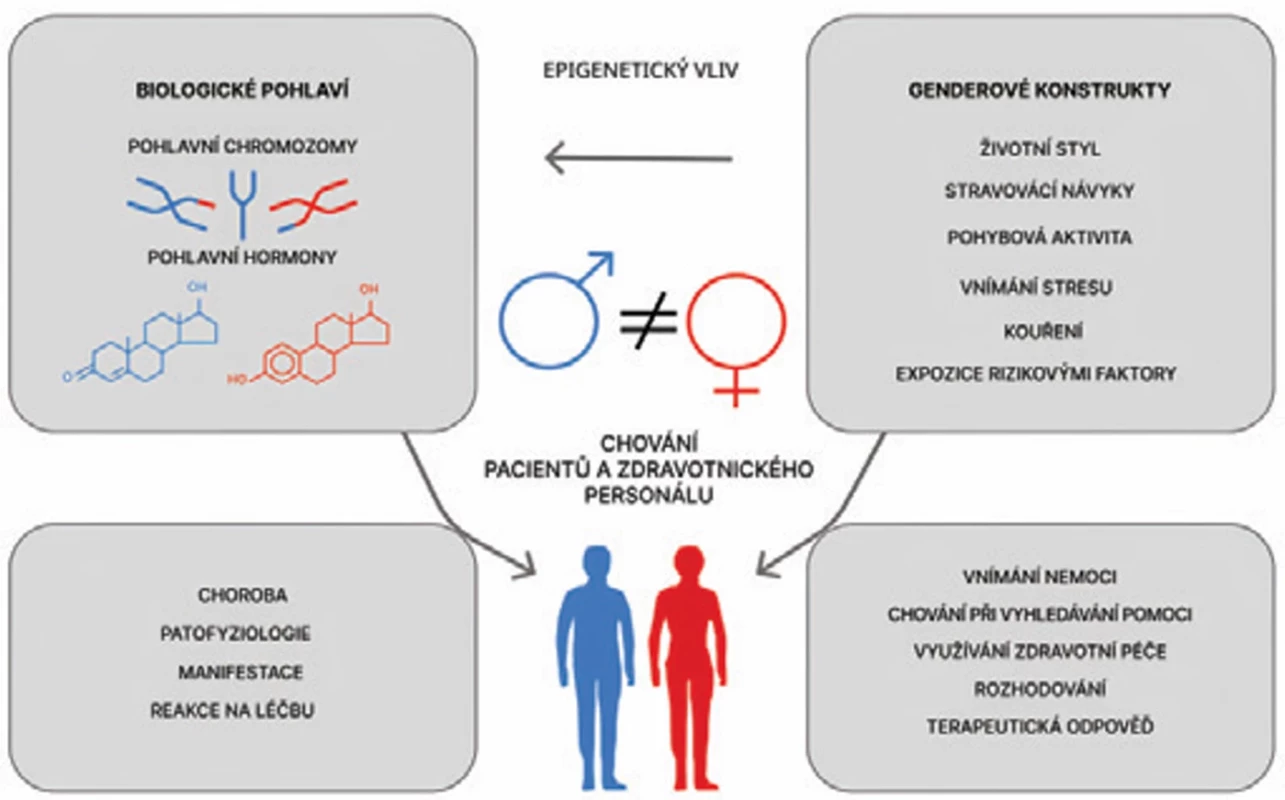 Vztah mezi biologickým pohlavím, genderovými konstrukty a onkologickými výsledky. Biologické pohlaví (určené především  pohlavními chromozomy a hormony) ovlivňuje patofyziologii onemocnění, jeho klinické projevy i odpověď na léčbu. Genderové kon strukty (životní styl, stravovací návyky, pohybová aktivita, vnímání stresu, kouření a další expozice rizikovým faktorům) modifi kují cho vání pacientů i zdravotnického personálu, které se promítá do způsobu vyhledávání pomoci, využívání zdravotní péče, rozhodování a te rapeutické odpovědi. Oba aspekty jsou propojeny epigenetickými vlivy a společně určují výsledné chování i zdravotní stav pacientů.