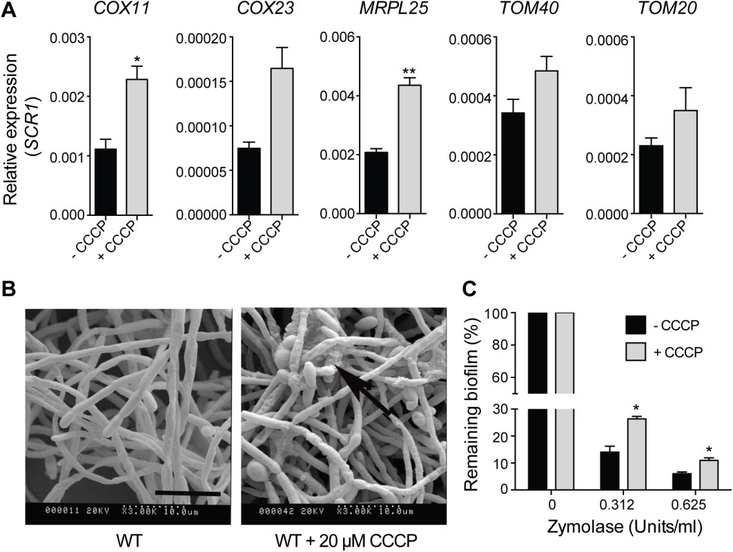 Uncoupling of mitochondrial oxidative phosphorylation stimulates biofilm matrix production.