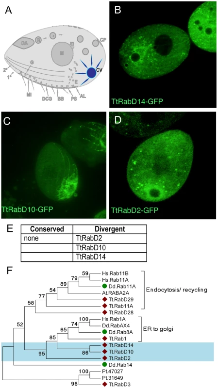 Rabs associated with the contractile vacuole.