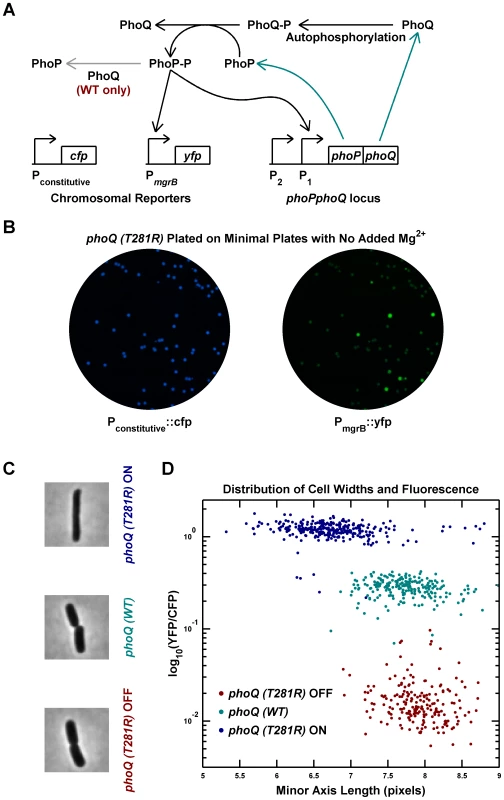 Phenotypic bimodality and hysteresis in the <i>phoQ (T281R)</i> mutant.