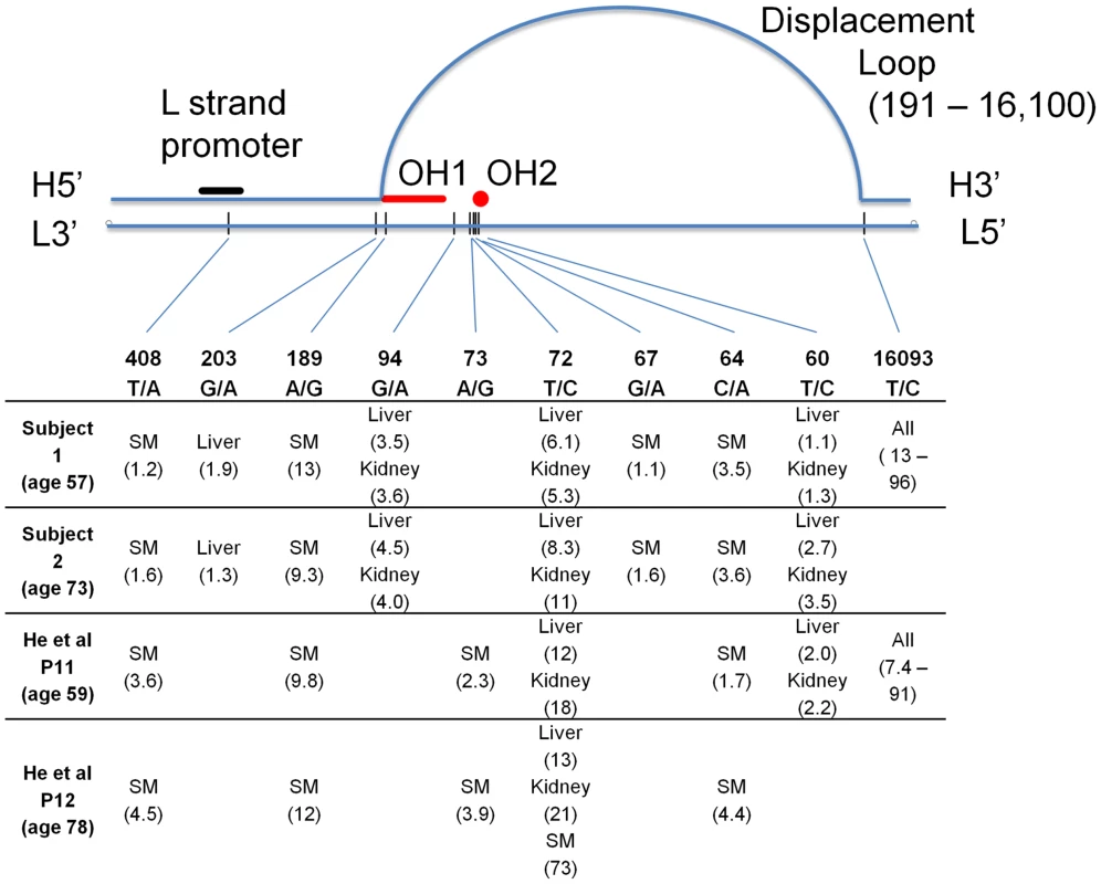 Graphical representation of the human mtDNA control region (sites 576-1 and 16569-16024).