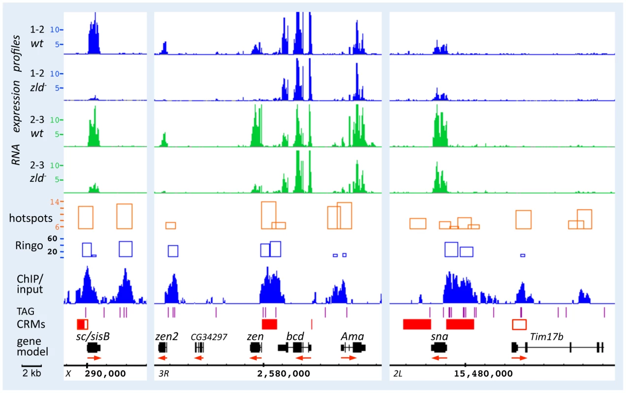 Zld binds to defined enhancer regions of <i>sc/sisB</i>, <i>zen</i>, and <i>sna</i>.