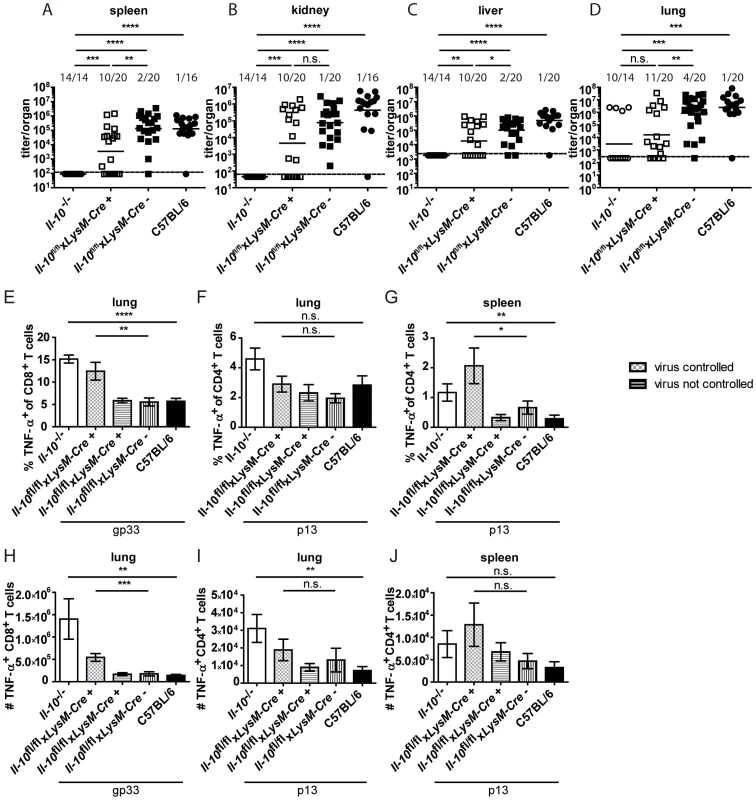 Mononuclear cells are a biologically relevant IL-10 source.
