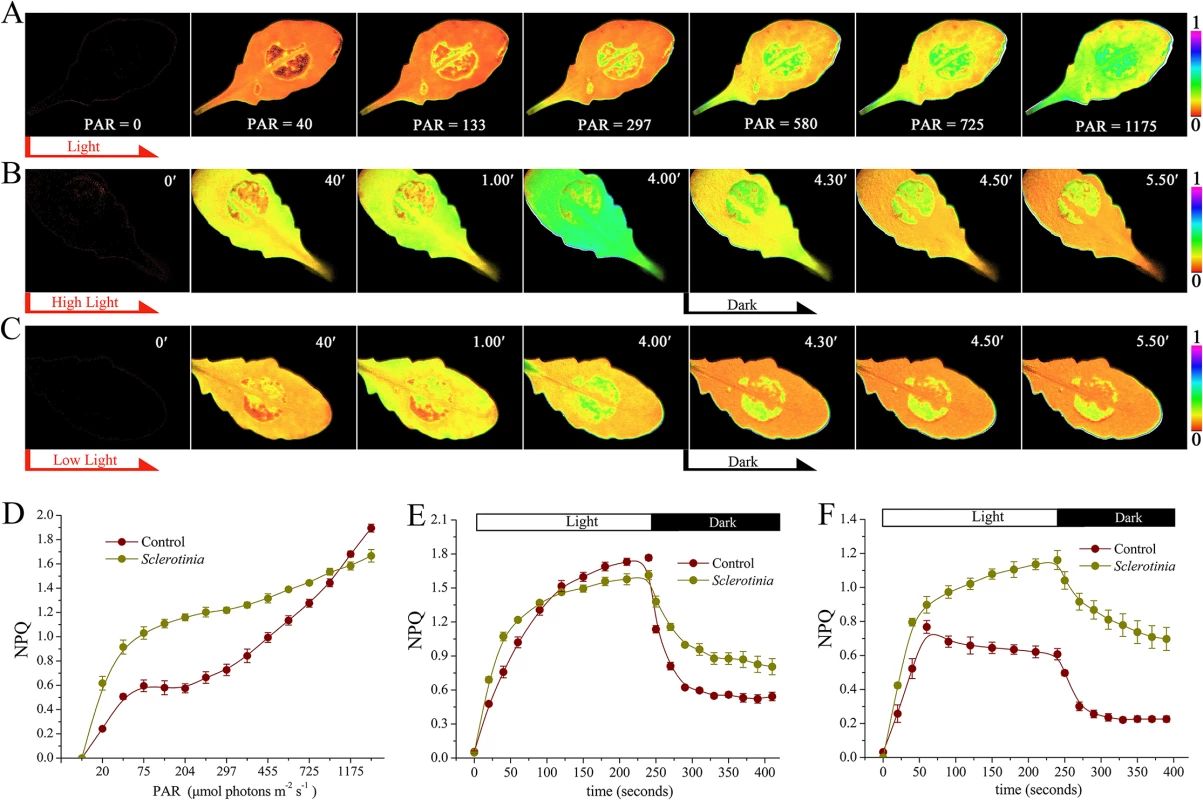 Dynamics of NPQ in <i>Sclerotinia</i>-infected leaves.