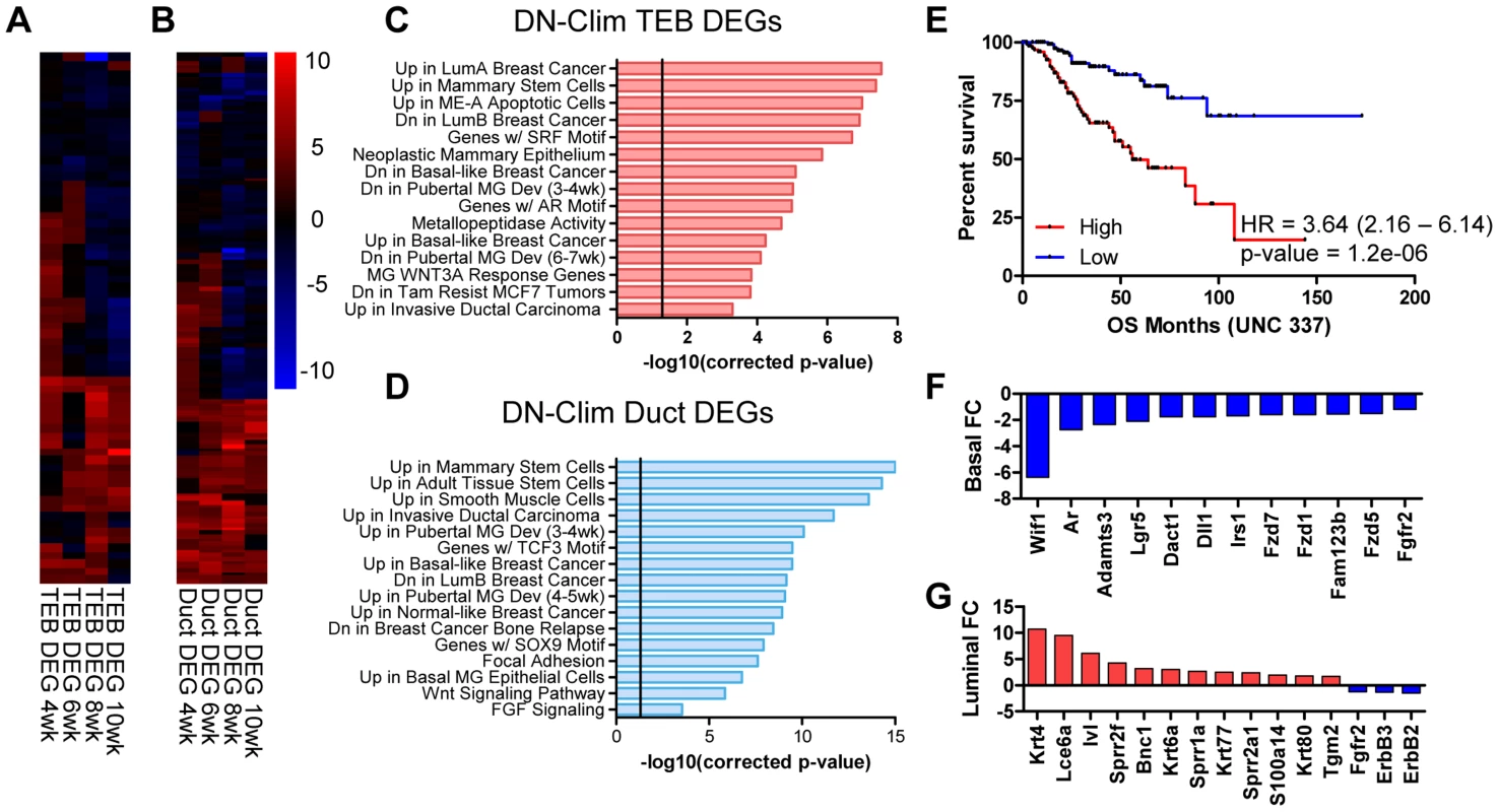 Clims coordinate the expression of developmental gene signatures.