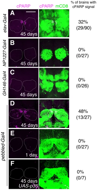 DEVDase is activated in the ORNs of aged <i>Drosophila</i> brains.