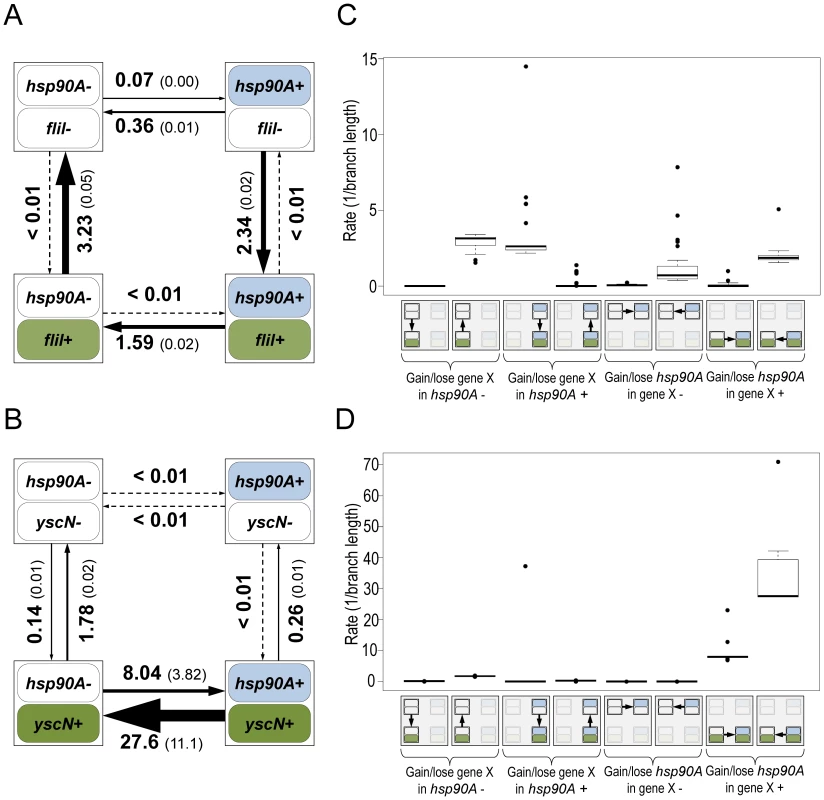 Flagellar genes and secretion system genes show distinct signatures of co-evolution with <i>hsp90A</i>.