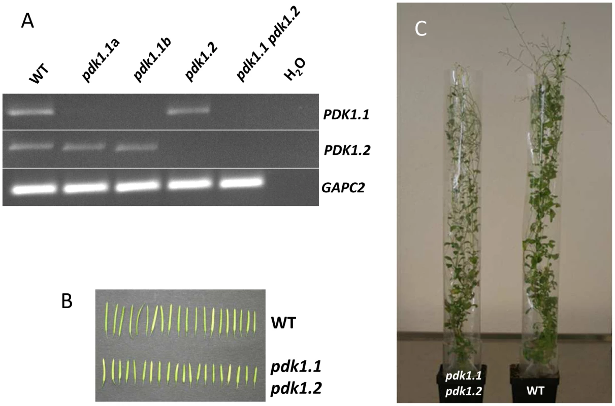 Characterization of PDK1 mutants.