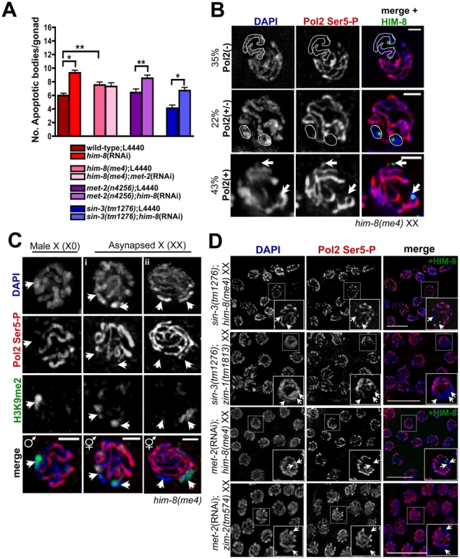 Germline apoptosis and Pol2 activation are not inhibited by H3K9me2 on asynapsed chromosome pairs.