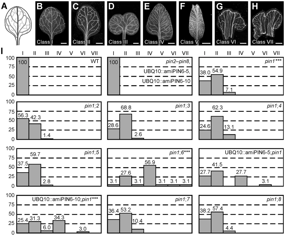 Vein patterning functions of Arabidopsis <i>PIN</i> genes.