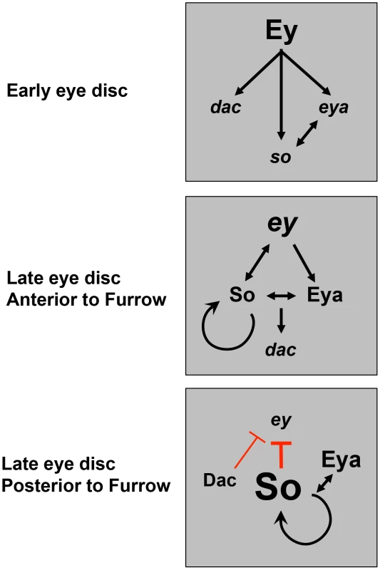 A model for dynamic RD gene network interactions during the third instar.
