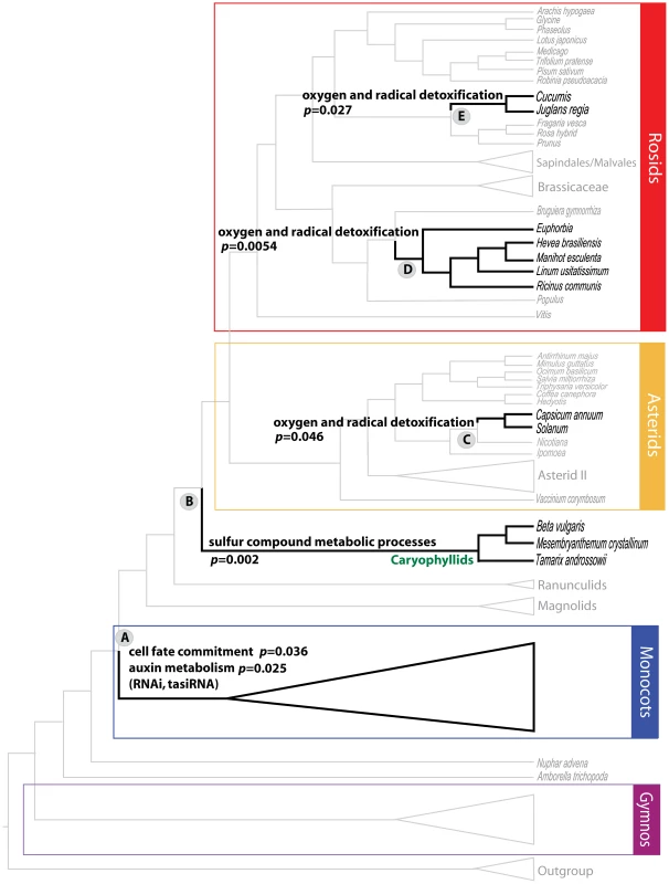 Select Overrepresented GO/MIPS Categories of Genes with Positive PBS at Major Nodes.