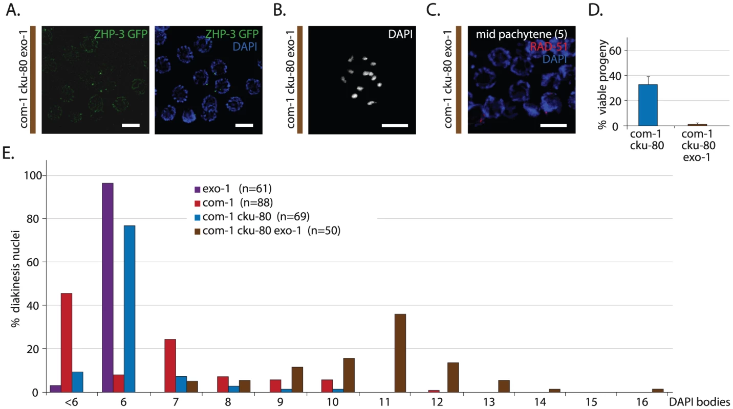 EXO-1 is required for meiotic recombination in absence of COM-1.