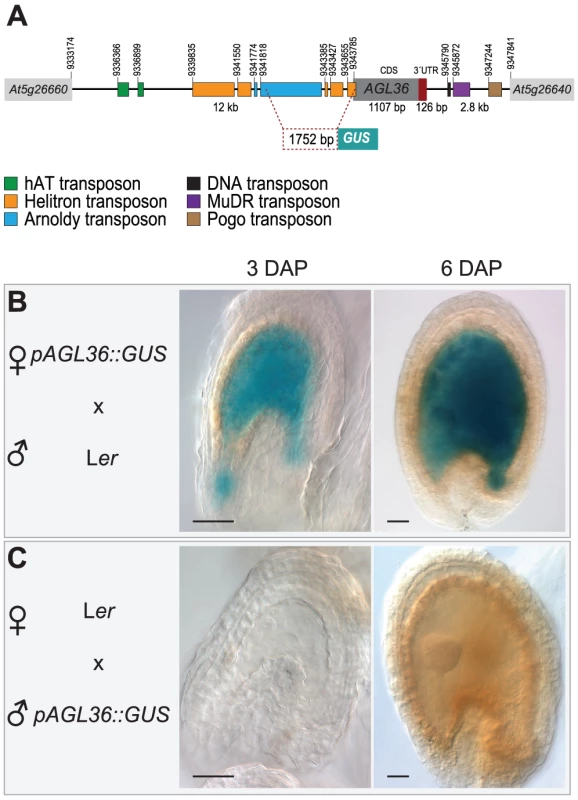 <i>pAGL36::GUS</i> is expressed only from its maternal allele (and only in the fertilization products).