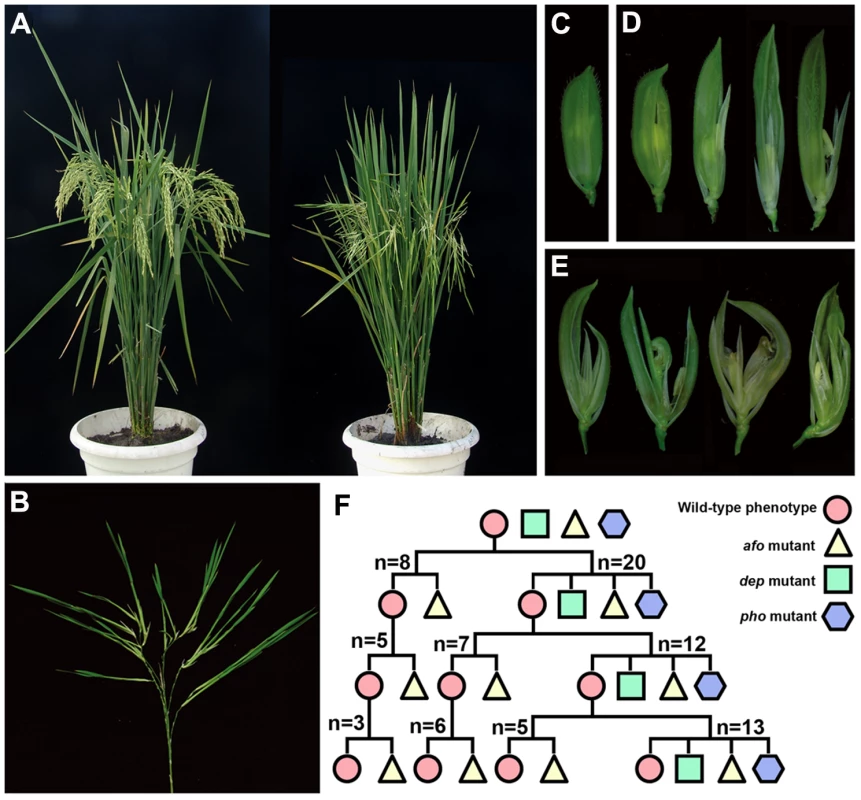 Phenotypic characterization and genetic analysis of <i>pho</i>, <i>dep</i>, and <i>afo</i> mutants.