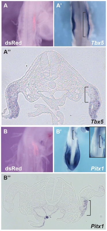 Hoxc9 can repress endogeneous <i>Tbx5</i> expression.