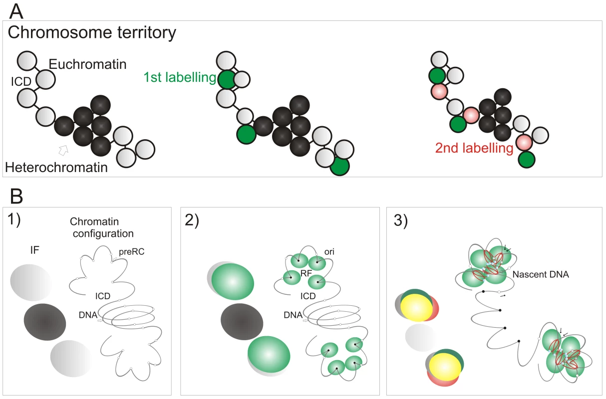 A model linking the organization of replicon clusters to S phase progression.