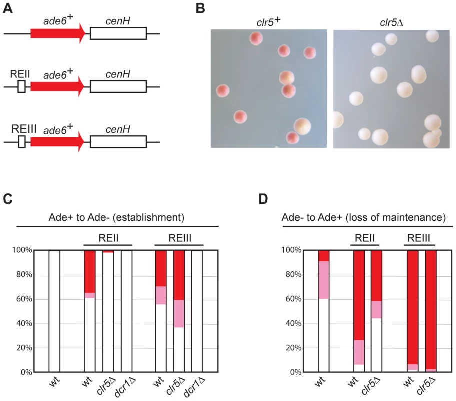 Clr5 mediates gene silencing at an ectopic site in an REII-dependent manner.