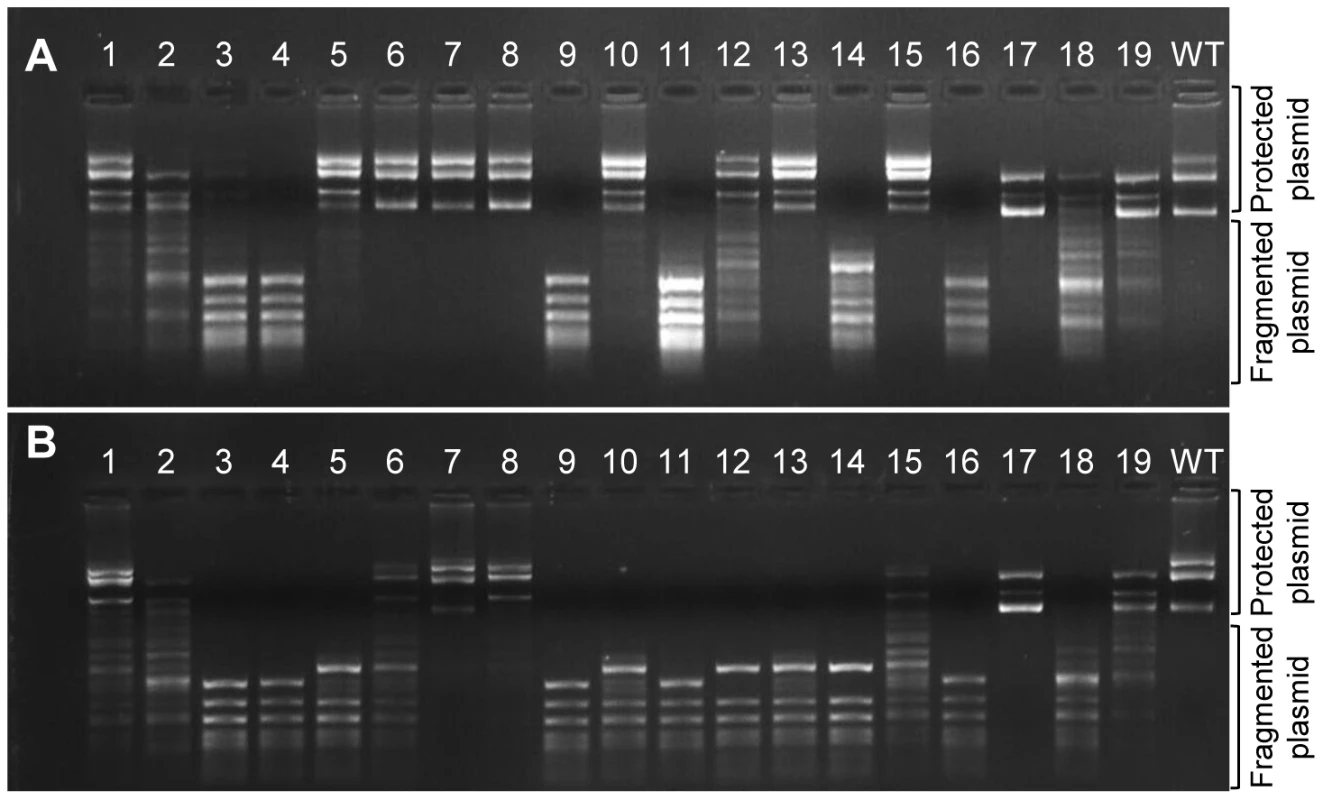 Methylation activities of M.HaeIII variants carrying individual InDels.