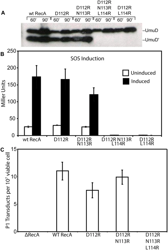 <i>In vivo</i> activities of RecA mutants.