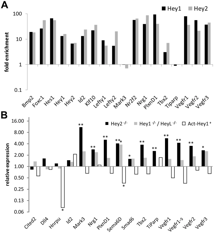 In vivo validation of HEY target genes.