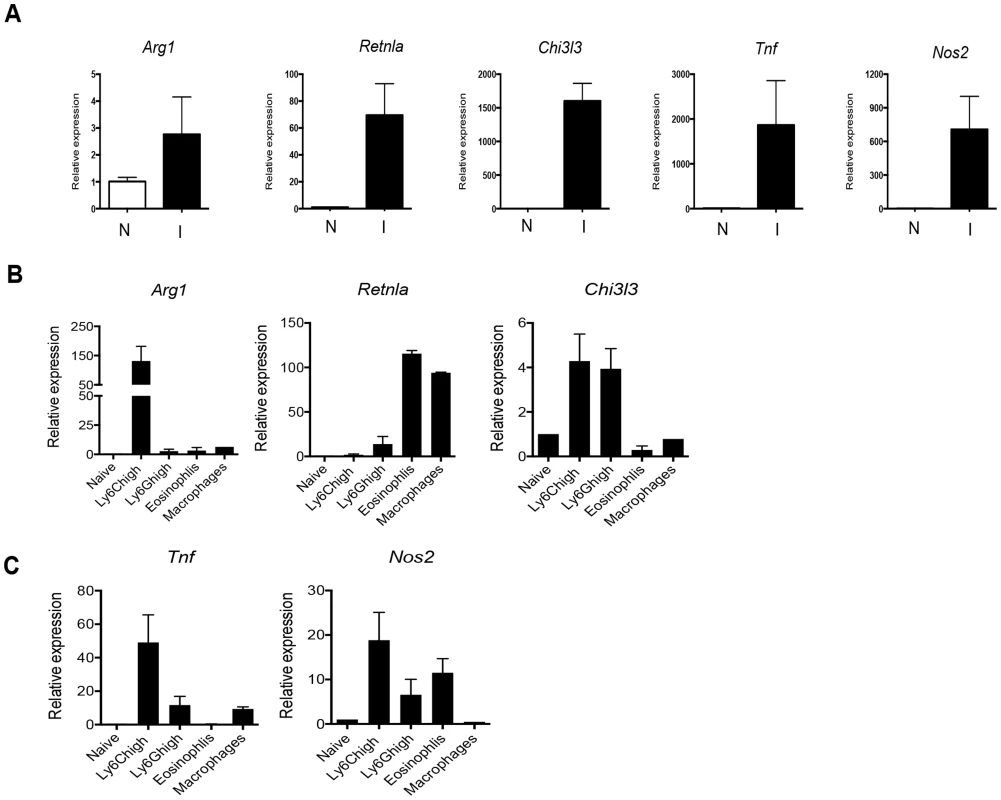 The M2 activation profile in the liver during infection results from differential expression of various M2 genes by distinct subpopulations of infiltrating leukocytes.