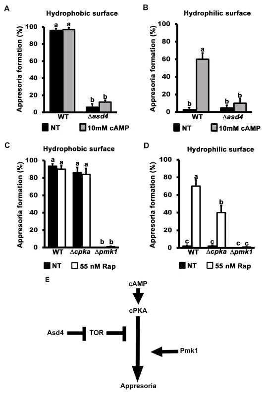 TOR inhibits appressorium formation downstream of cAMP/ PKA signaling.