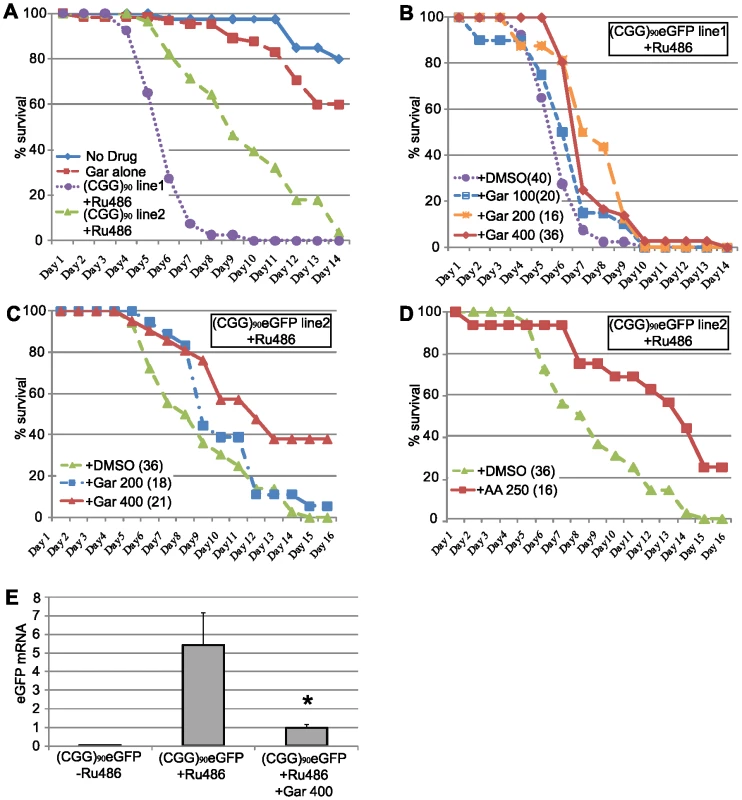 HAT inhibitors extend lifespan in adult (CGG)<sub>90</sub>-eGFP flies.