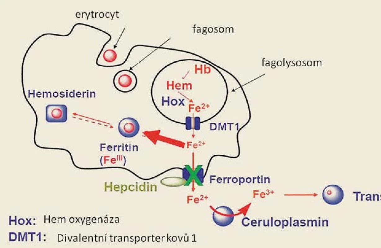 Metabolizmus železa v makrofázích a jeho uvolňování do cirkulace. Železo uvolněné z hemu ze zanikajícího erytrocytu ve fagolysosomu makrofágu je účinkem hemooxygenázy z lysozomu transportováno do cytoplasmy vazbou na protein DVMT1, v cytoplasmě buňky může být ukládáno v zásobní formě feritinu, nebo transportováno zpět do cirkulace, přičemž jeho přechod přes membránu makrofágu je zprostředkován ferroportinem. Hepcidin indukuje degradaci ferroportinu a vede tak k retenci železa v buňce.
Fig. 3. Iron metabolism in macrophages and its release into the circulation. After phagocytosis of senescent erythrocytes, iron is released from the haeme in phagolysosomes by enzyme heme oxygenase (Hox), DVMT1(DMT) transports divalent iron into the cytoplasm. Subsequently, iron is either stored in ferritin, or it may be transported extracellularly; this process is mediated by ferroportin 1. The activity of ferroportin is regulated by hepcidin, which reduces the activity of ferroportin through the induction of its degradation. 