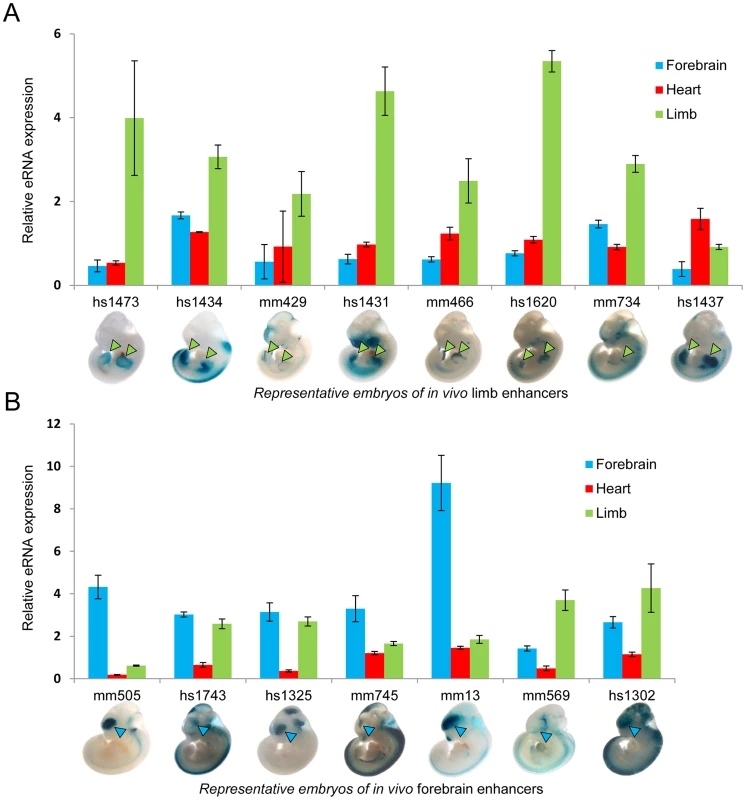 Tissue-specific eRNA expression at a subset of tissue-specific <i>in vivo</i> enhancers.