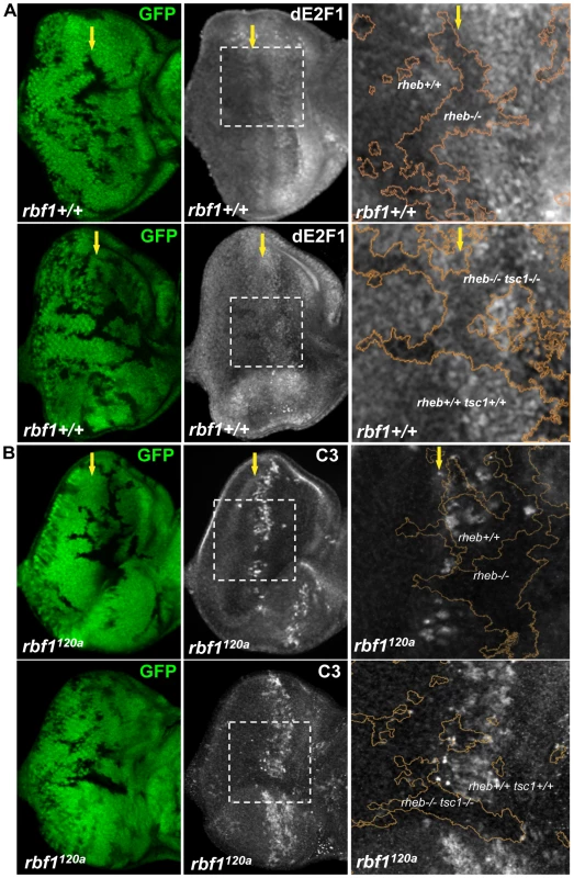 Rheb promotes dE2F1 expression during eye development and dE2F1- dependent cell death in <i>rbf1</i> mutant eye discs.
