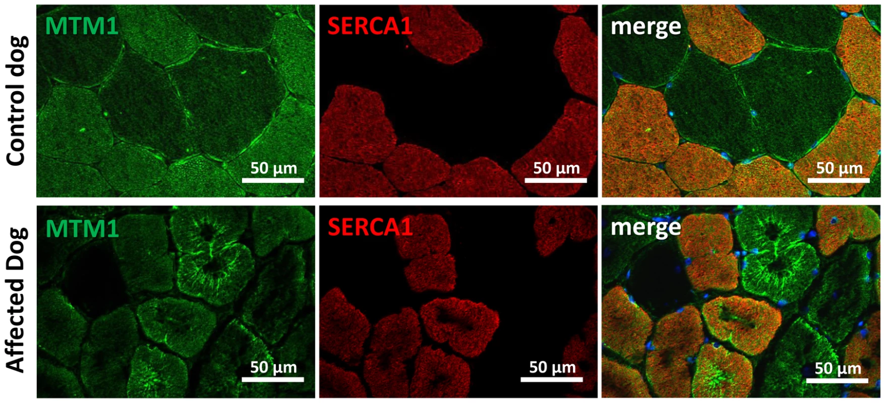 Myotubularin is mis-localized in IMGD muscle.