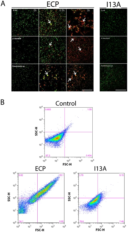 ECP but not I13A is able to agglutinate bacteria.