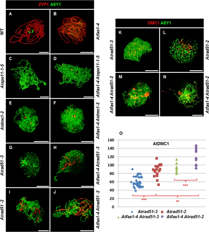 AtRAD51 and AtDMC1 could play different roles in the synaptic process.
